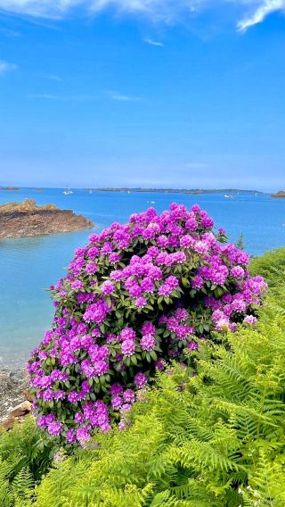 house 7 Rooms for seasonal rent on ILE DE BREHAT (22870)