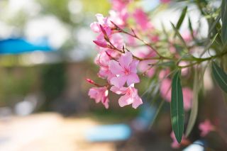 maison 6 Pièces en vente sur LA BAULE (44500)